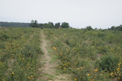 plantacja pigwowca japońskiego